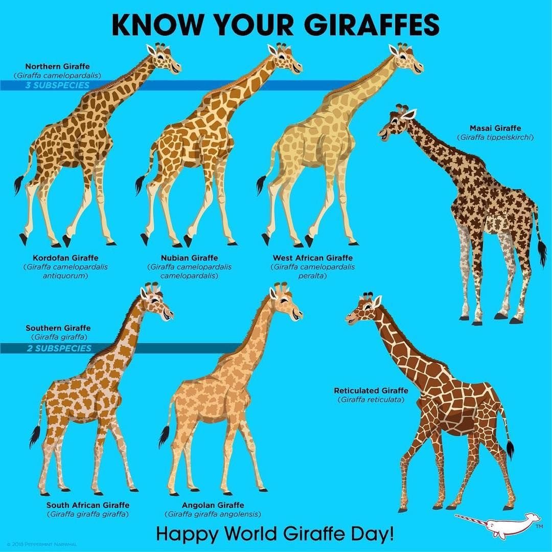 Подвиды Жирафов
