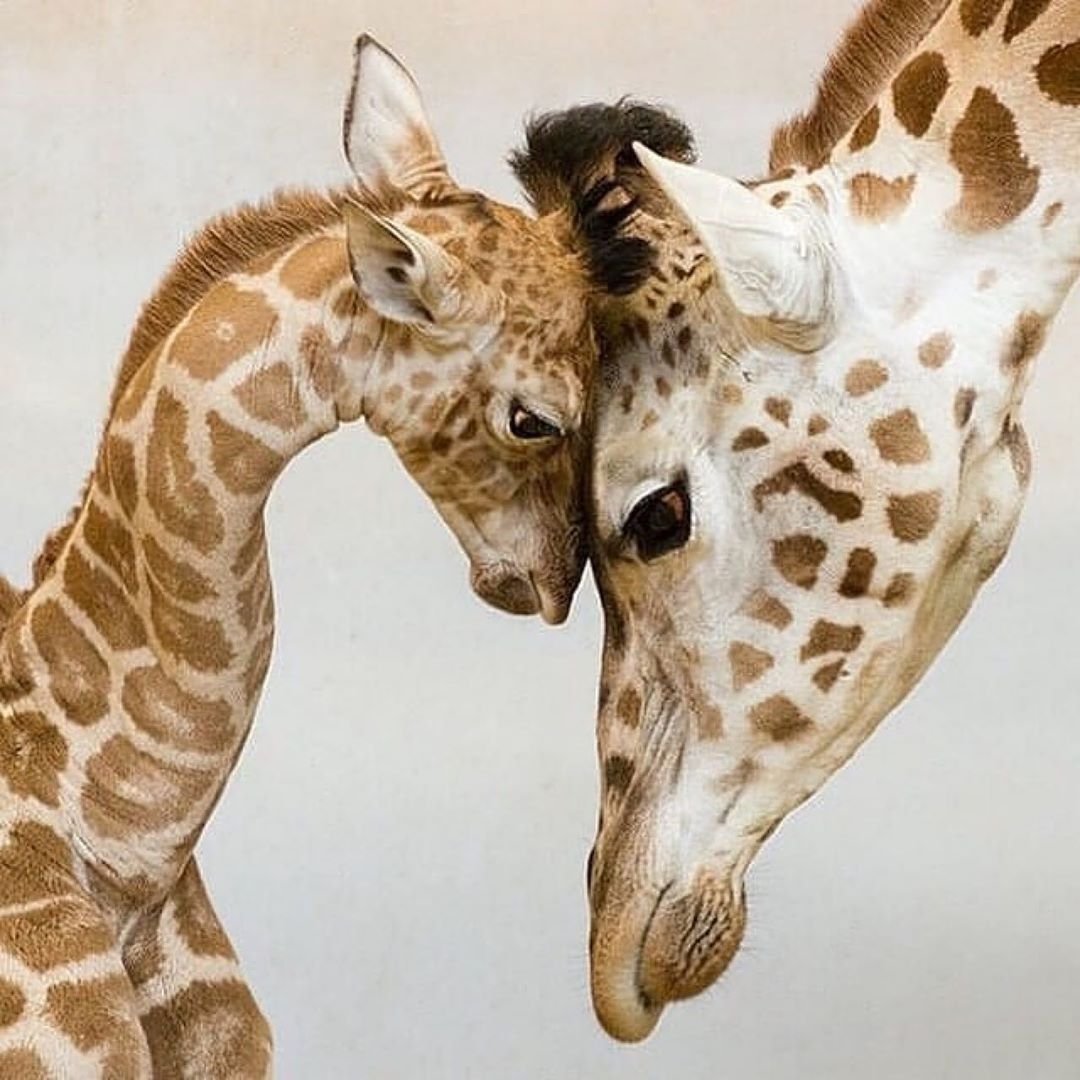 Жирафиха с жирафенком