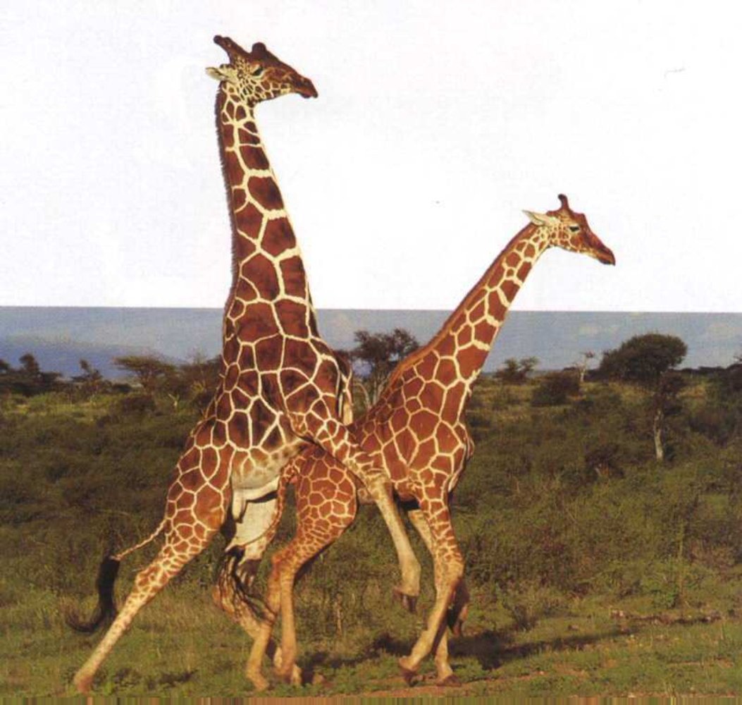 Жирафы спариваются