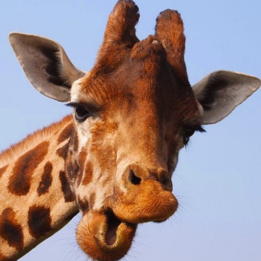 Смешной Жираф