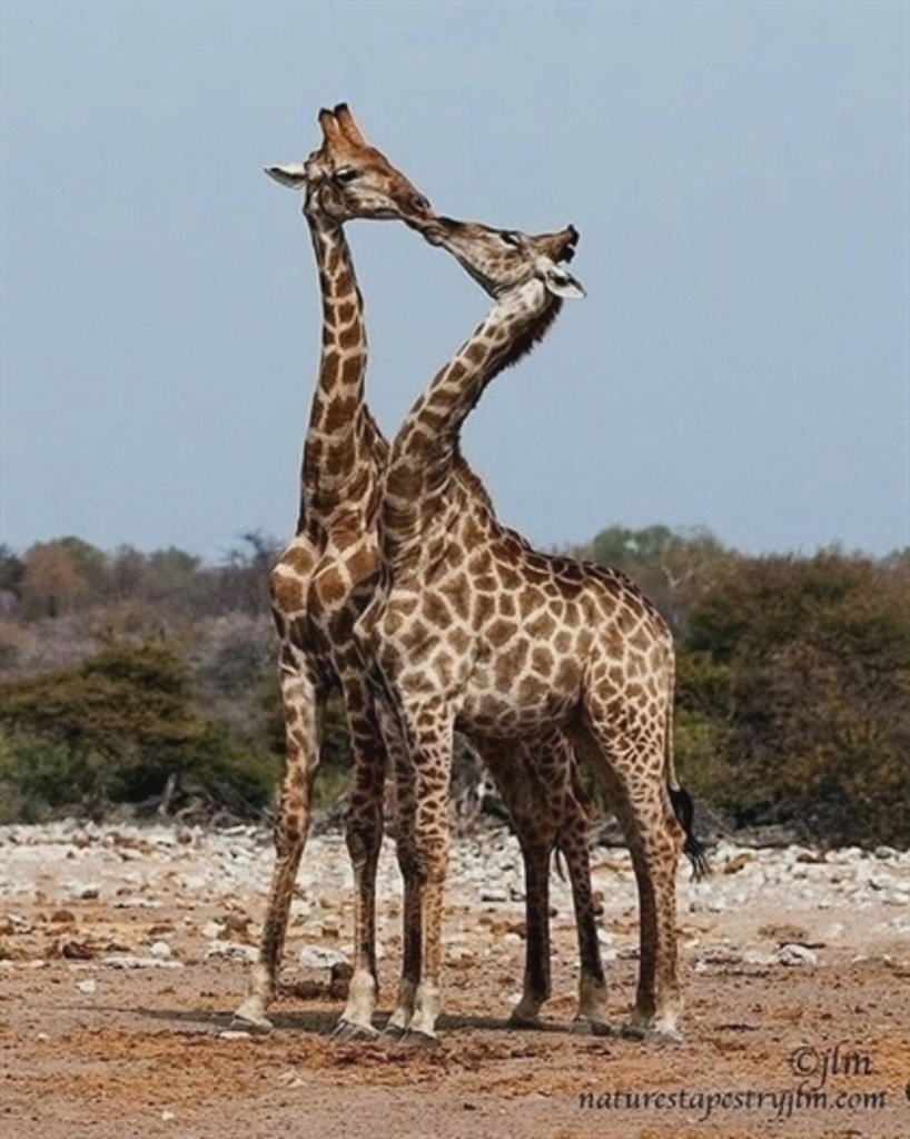 Влюбленные Жирафы