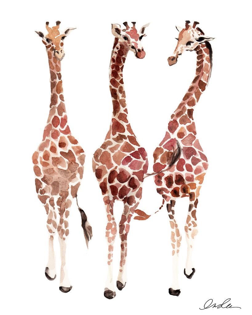 Модный Жираф