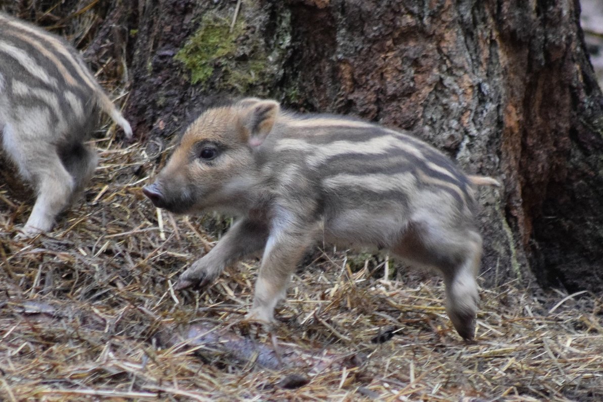 Red River Hog животное
