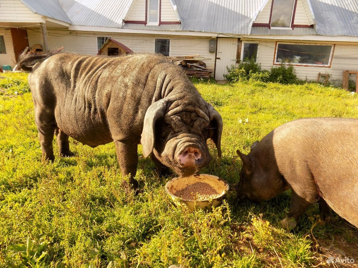 Мини Пиги Визенау