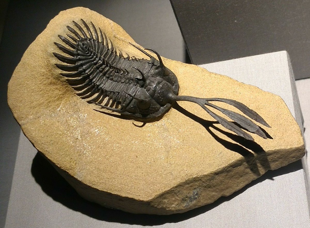 Трилобиты Albertella