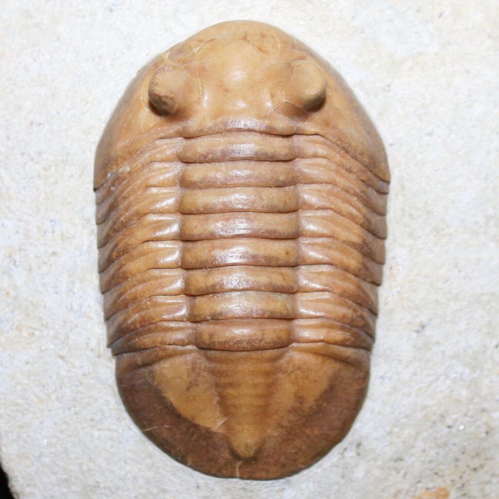 Трилобиты Юрского периода