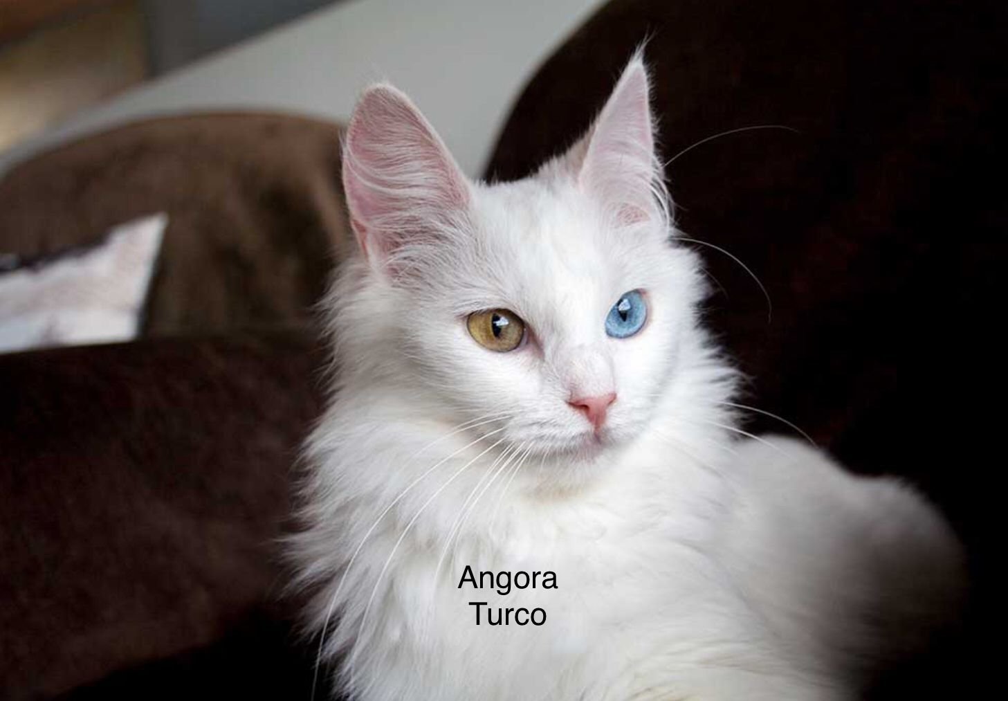 Турецкая ангора кот белый разноглазый