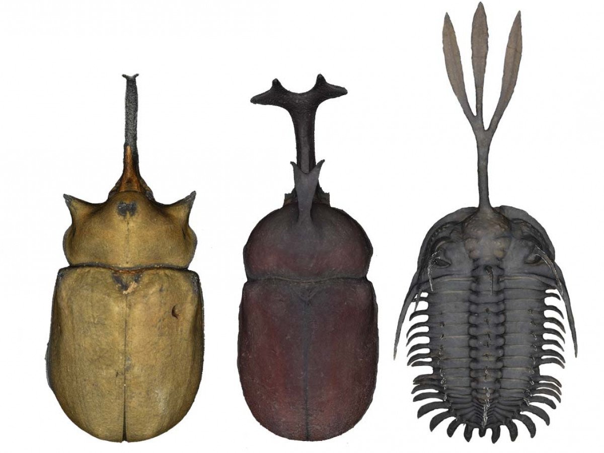 Жук Трилобит самец