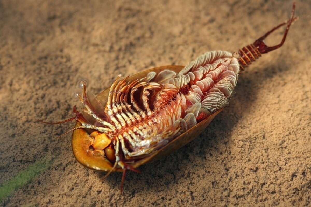 Самка жука-Трилобита