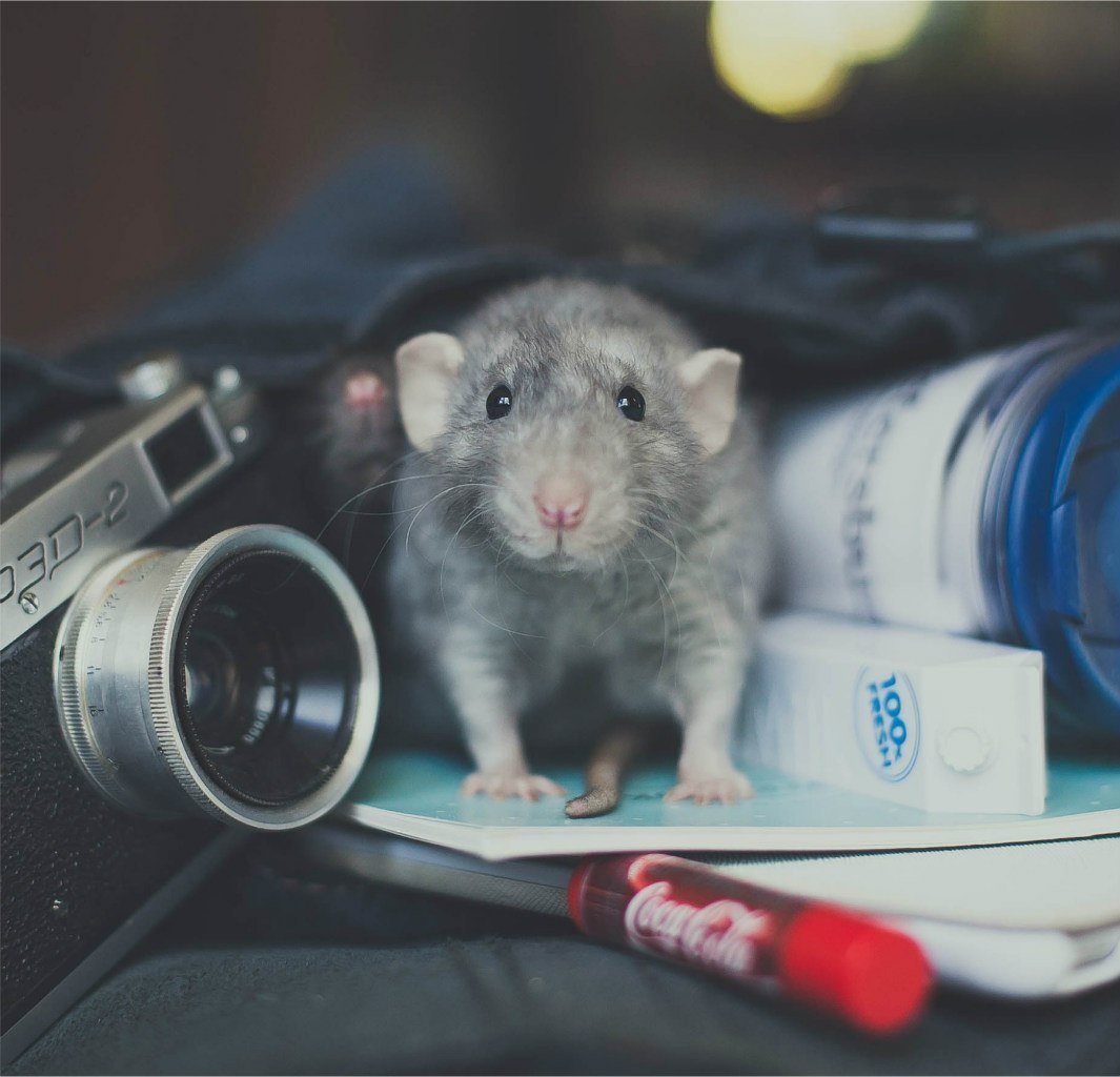 Крыса в одежде арт