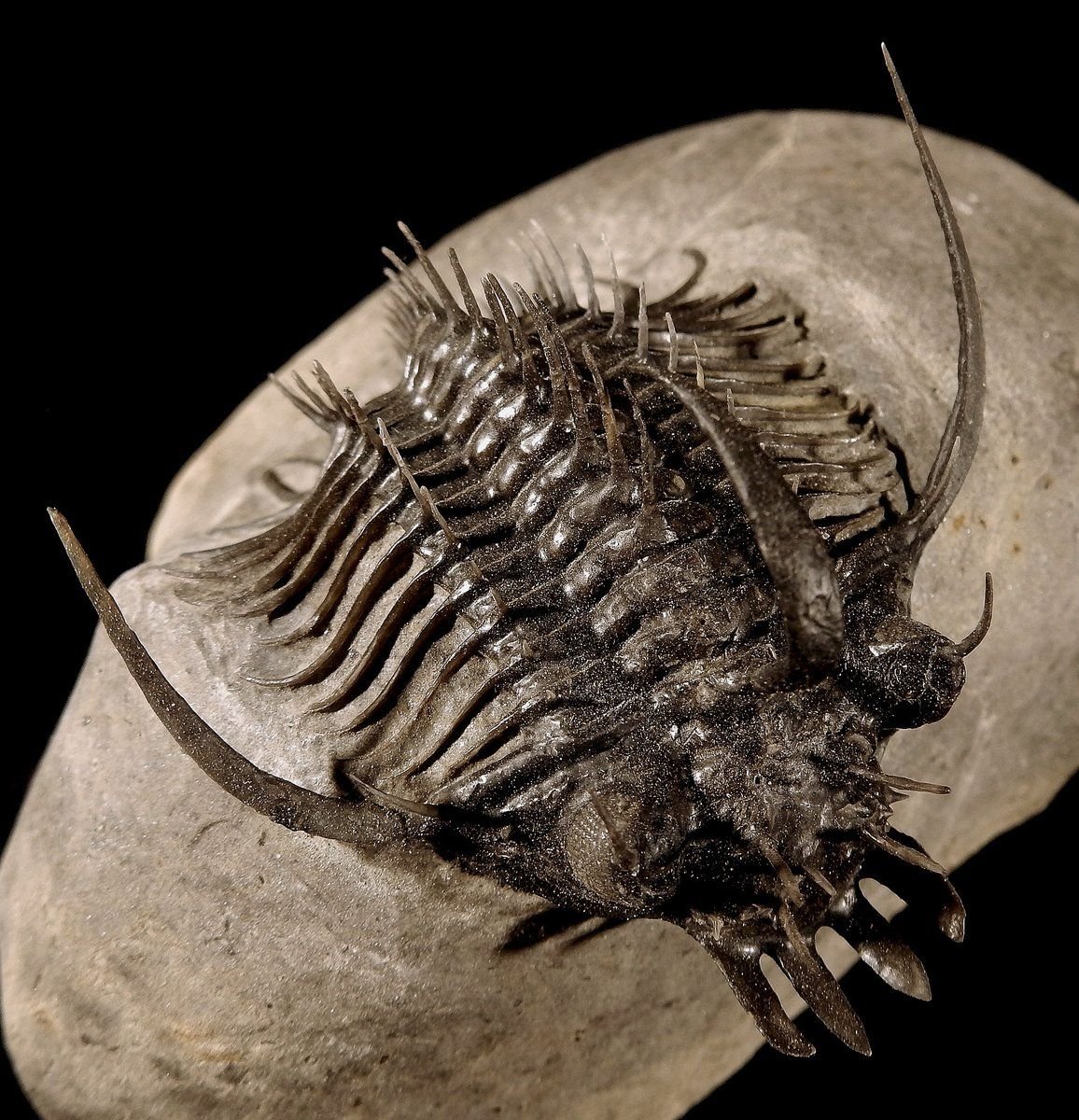 Мечехвост Limulus Polyphemus