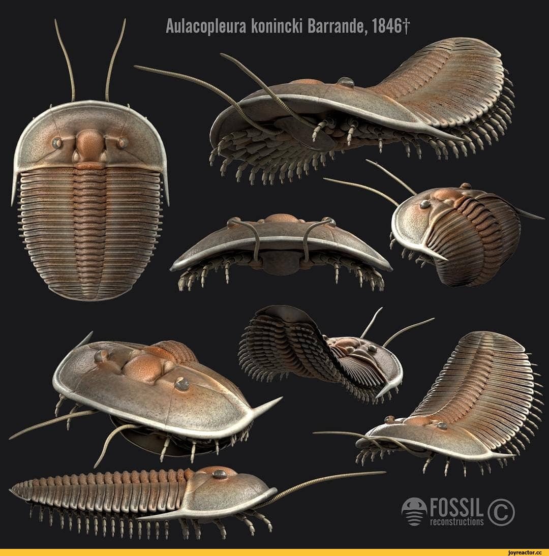 Трилобит Аммонит окаменелости