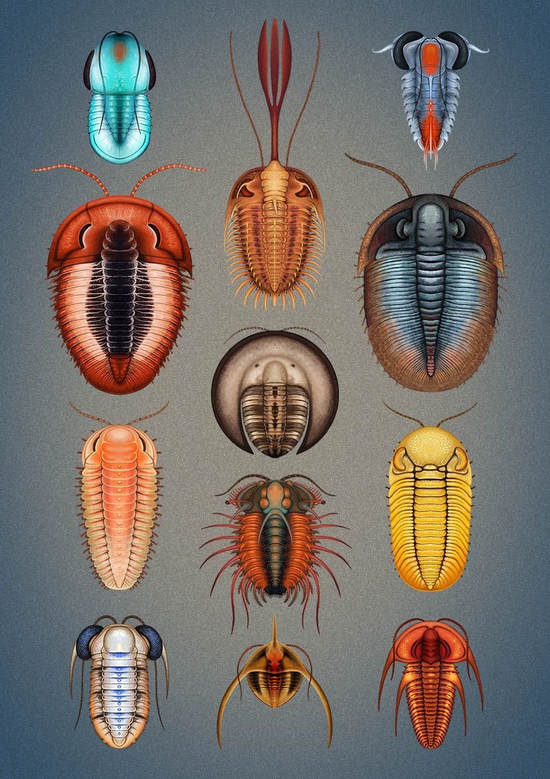 Насекомые похожие на трилобитов