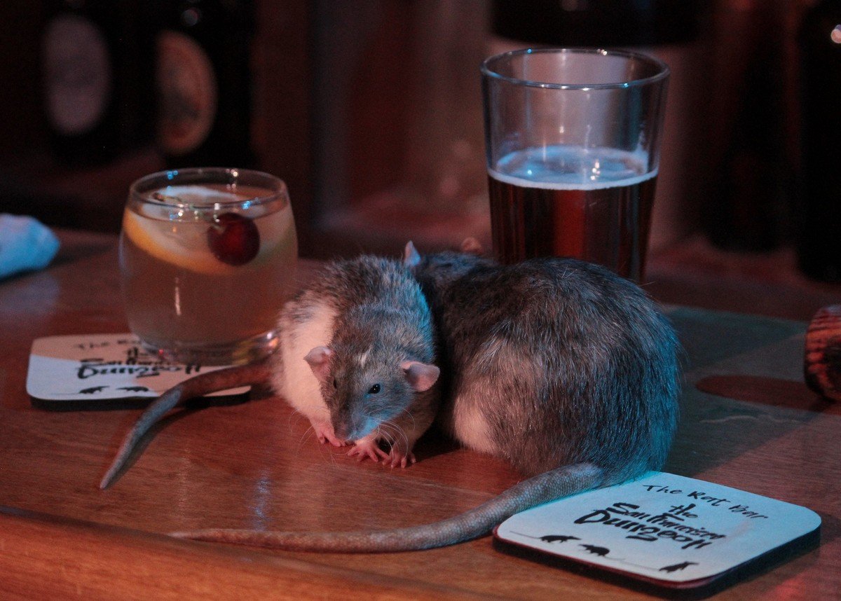 Кот в пиджаке