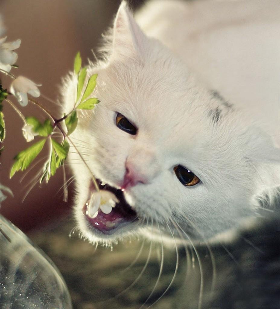 Нежные животные