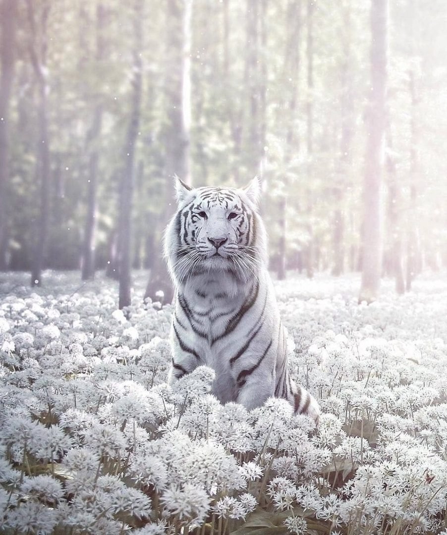 Красивые черно белые картинки