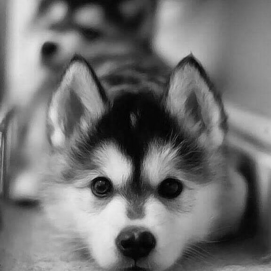 Милые собаки на аватарку