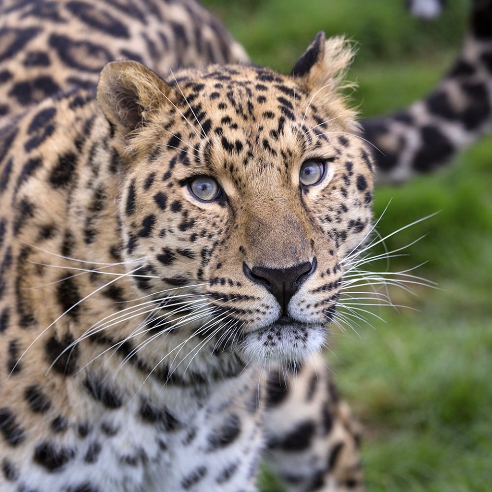 Дальневосточный леопард черный