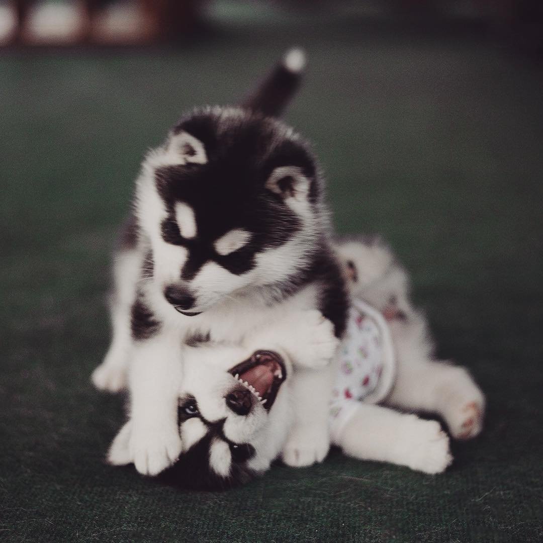 Милые животные