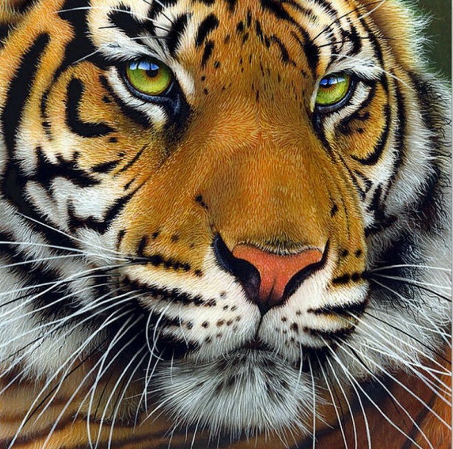 Лев альбинос