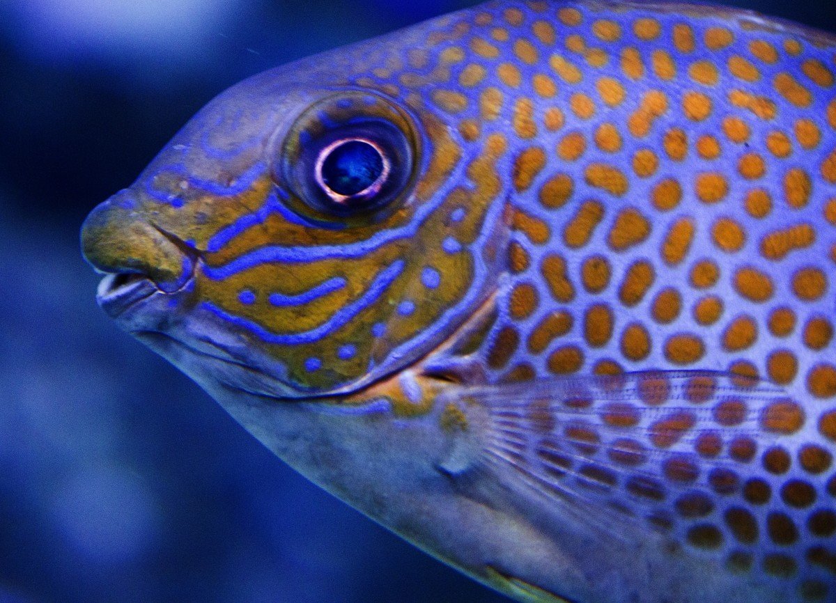 Аквариумные рыбки дори