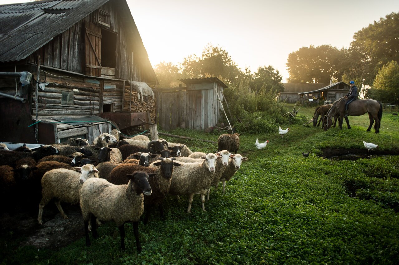 Домашняя видео деревня. Овцы в деревне. Ферма в деревне. Сельское хозяйство в деревне. Животные в деревне.