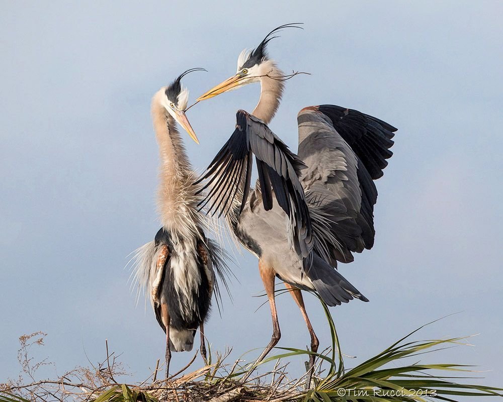 Красивый Аист