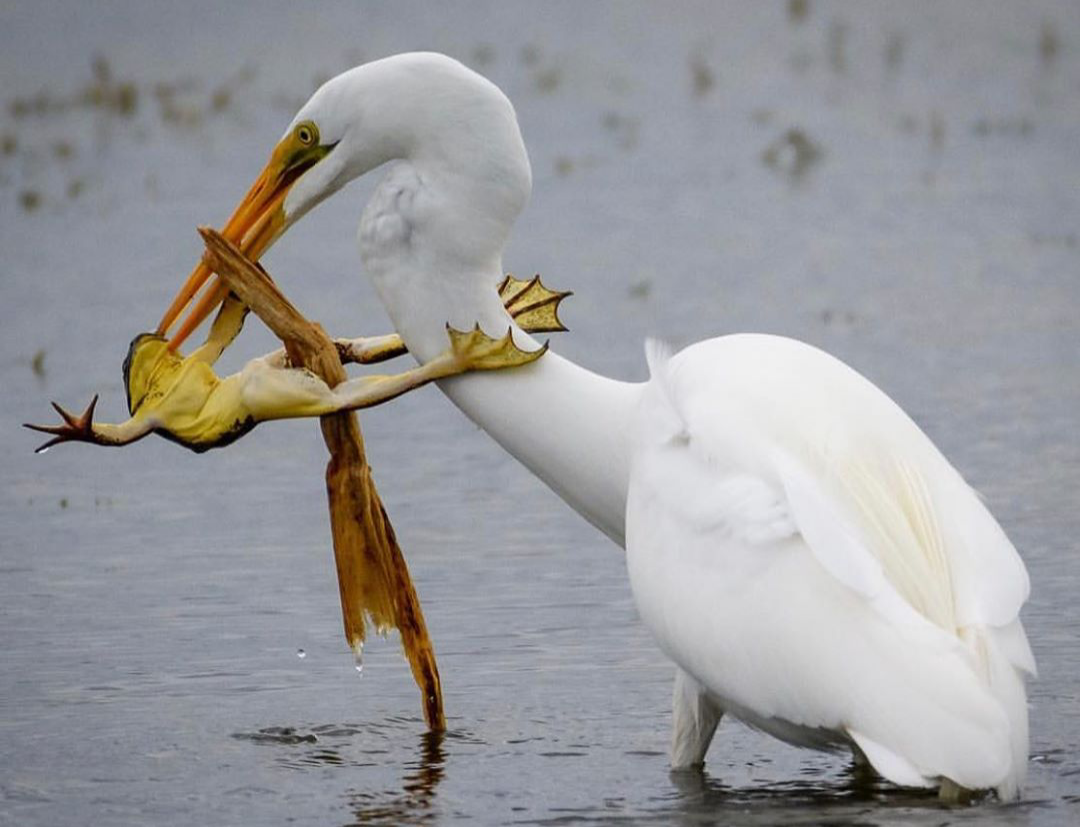 Аисты в дикой природе