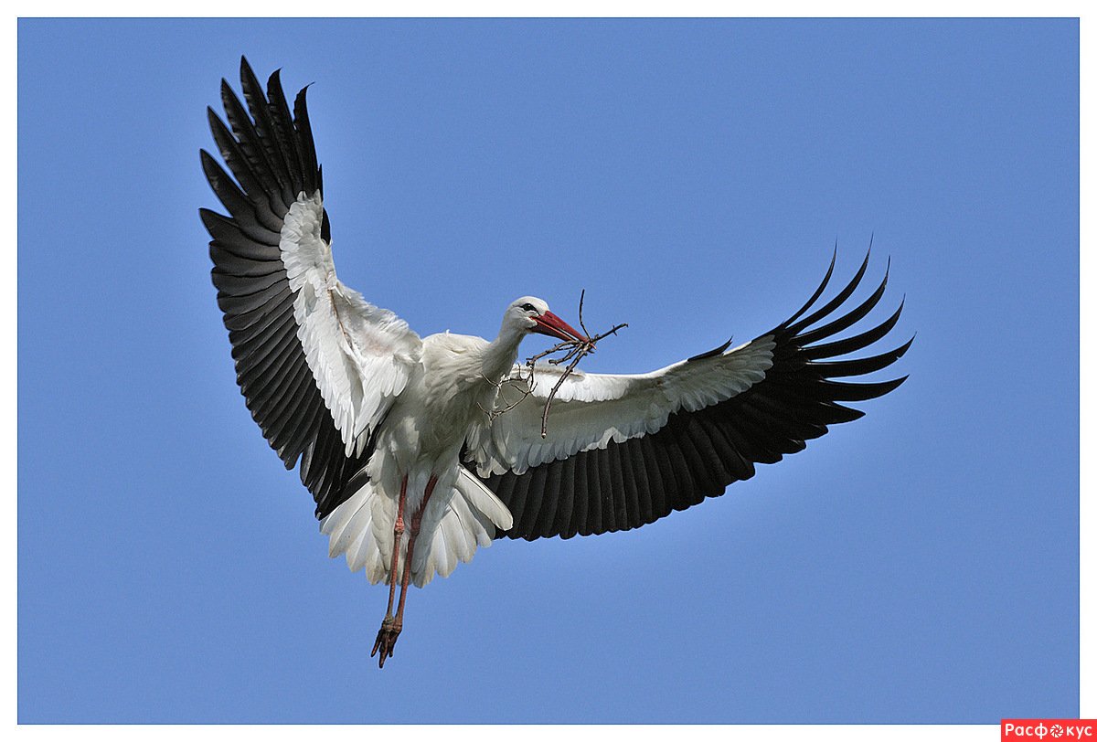 Белорусский Аист