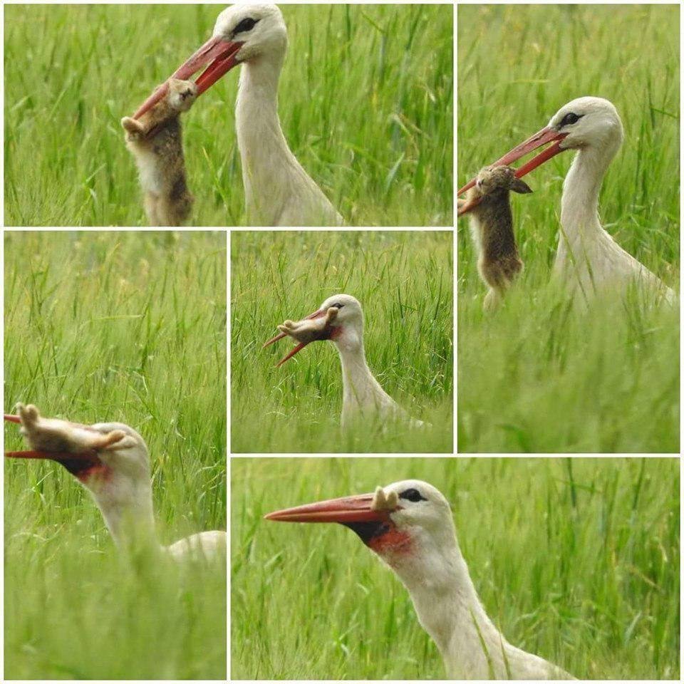 Самсара рум Аист