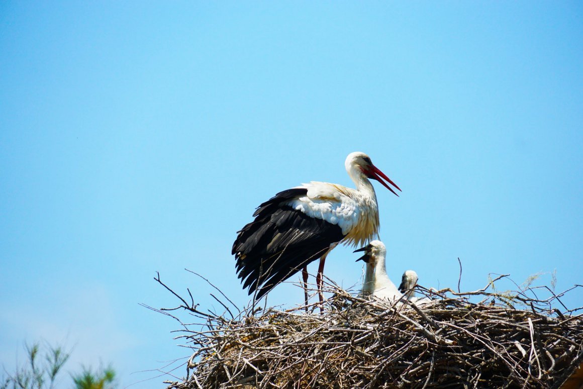 Журавли на озере