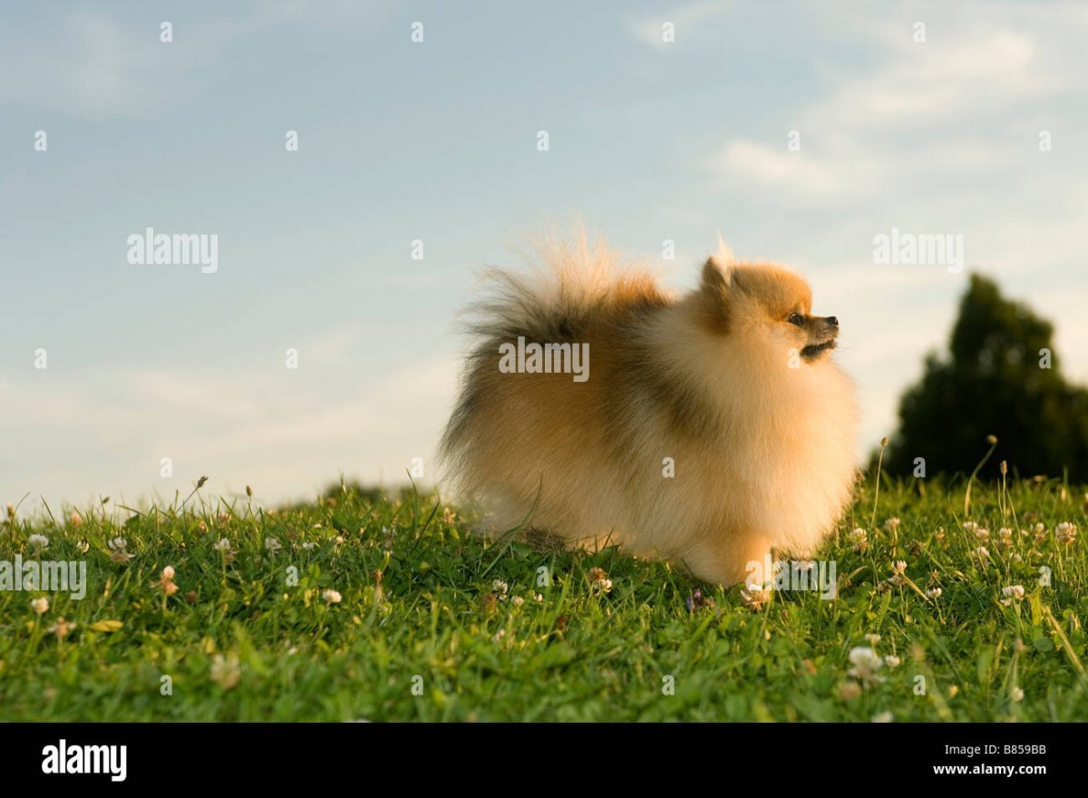 Шпиц померанский карликовый