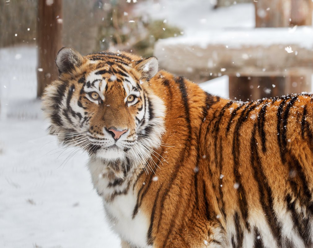 Краснокнижный тигр Амурский