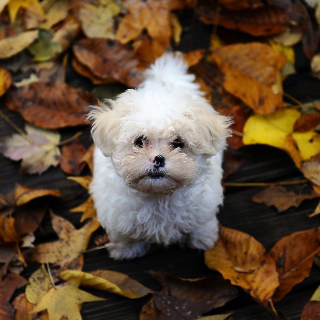 Ёлки лохматые Йоко