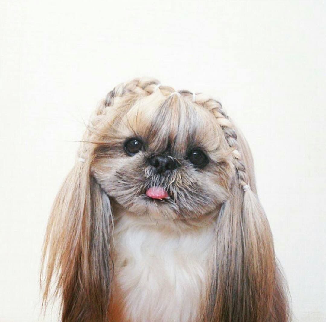 Щенки Пинтерест