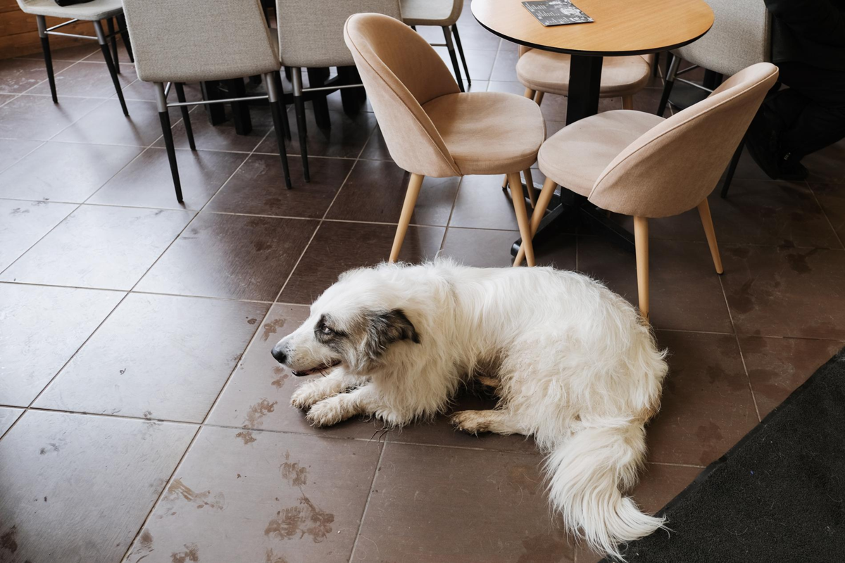 Болонка с пуделем