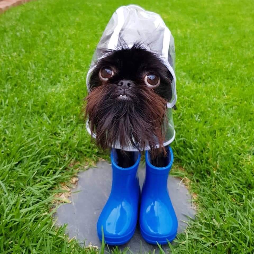 Китайская хохлатая лохматая