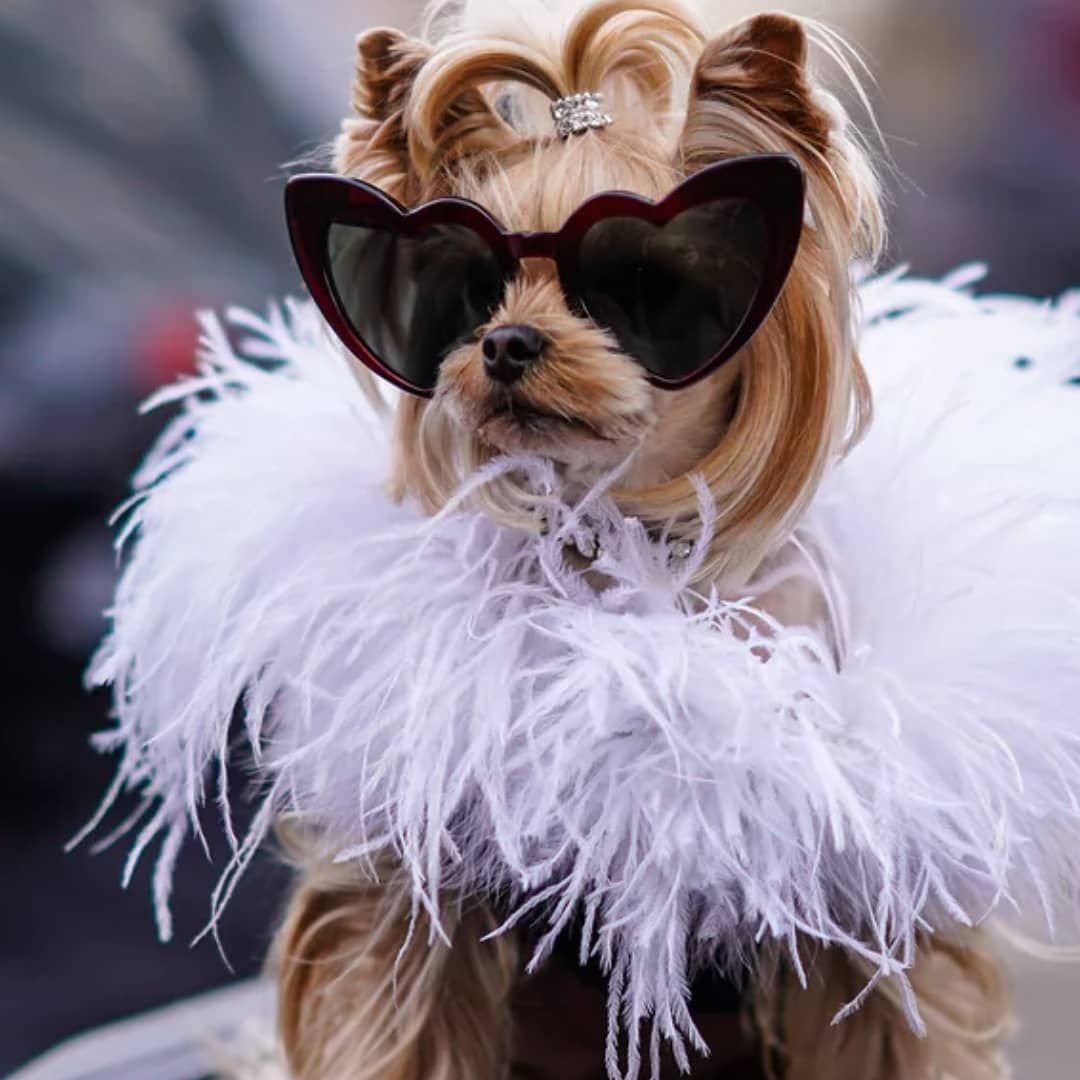 Лохматый пёс