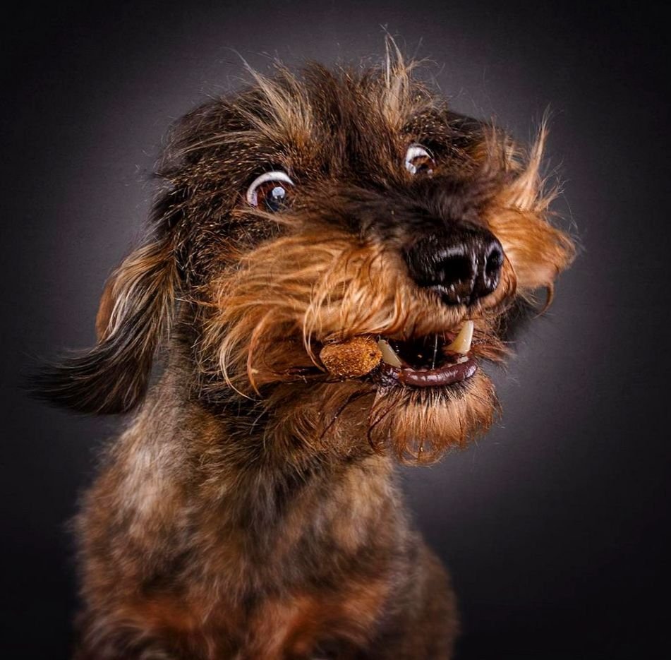 Породы пули (венгерская овчарка)