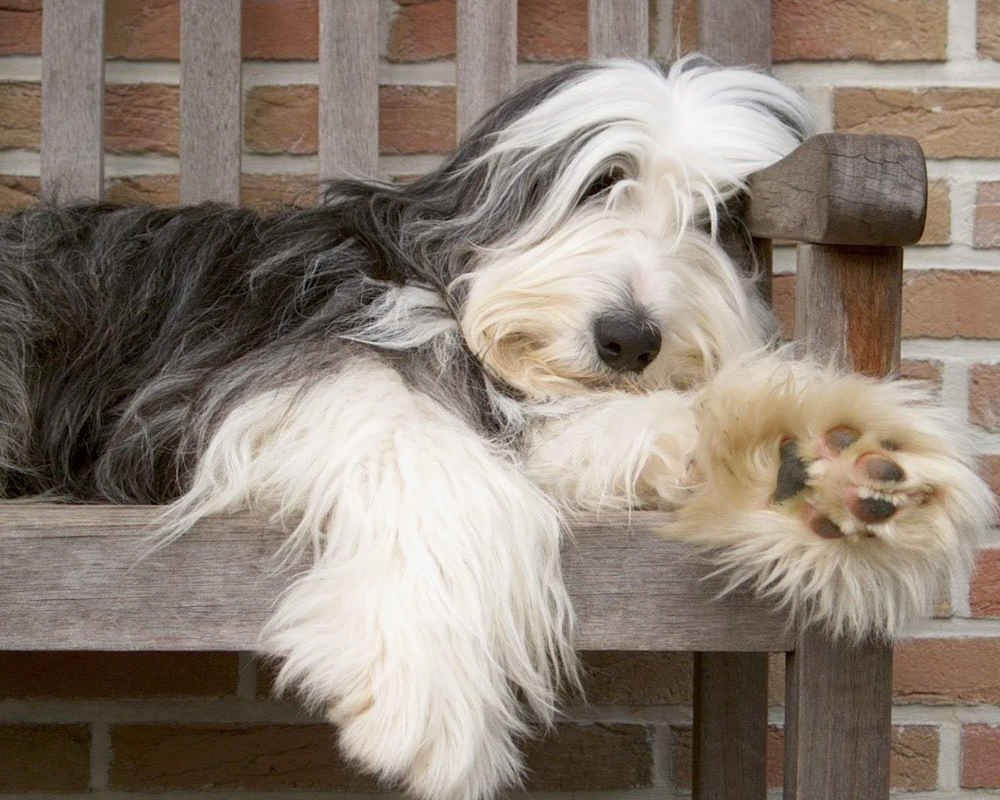 Бородатый колли лохматый