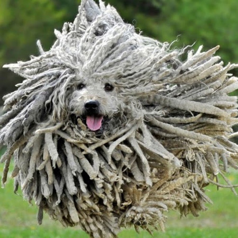 Собака с лохматыми ушами