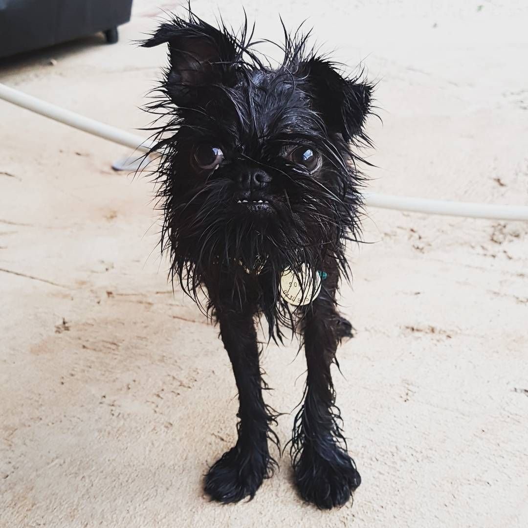 Милая картинка собачка в хлебушке