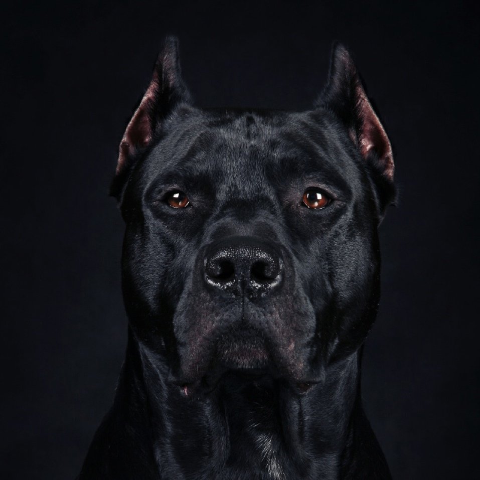 Американский стаффордширский терьер черный