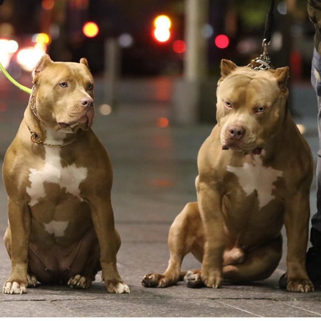 Американский стаффордширский терьер бои