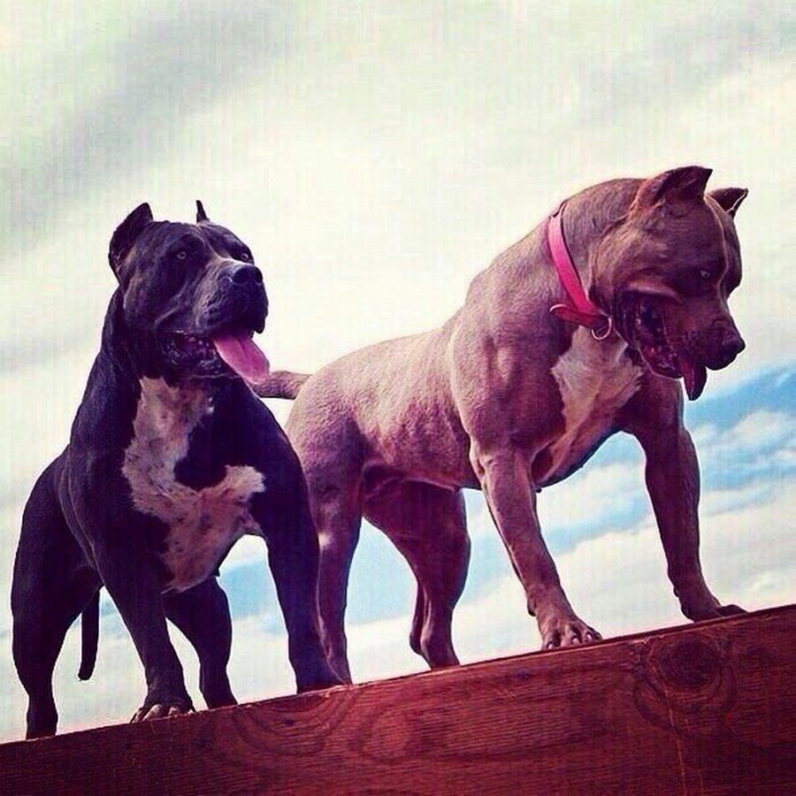 Американский питбультерьер