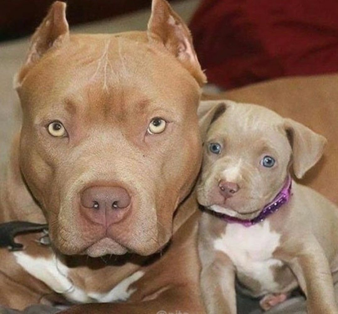 Американский питбуль щенок