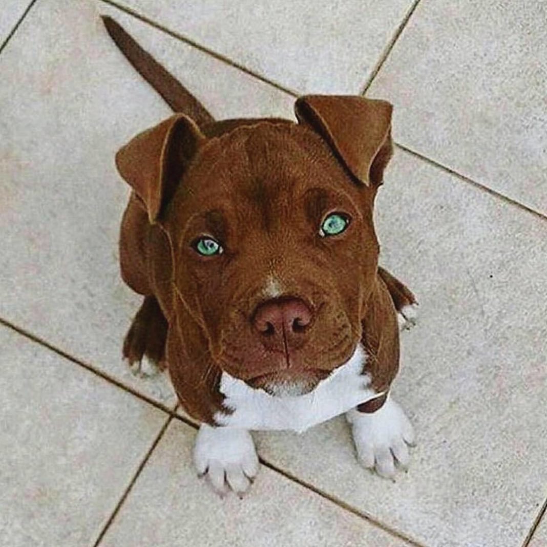 Белый чёрный стаффордширский терьер голубой окрас