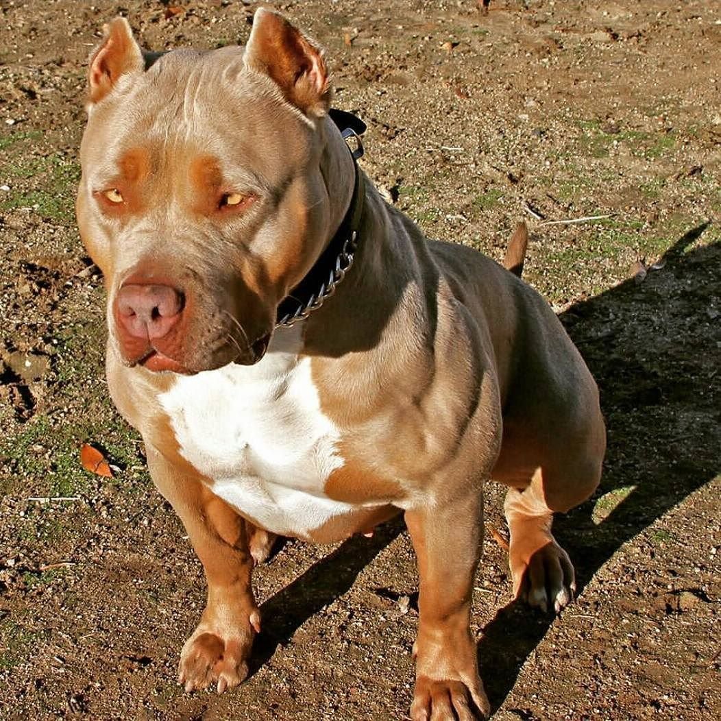 Стаффордширский бандог