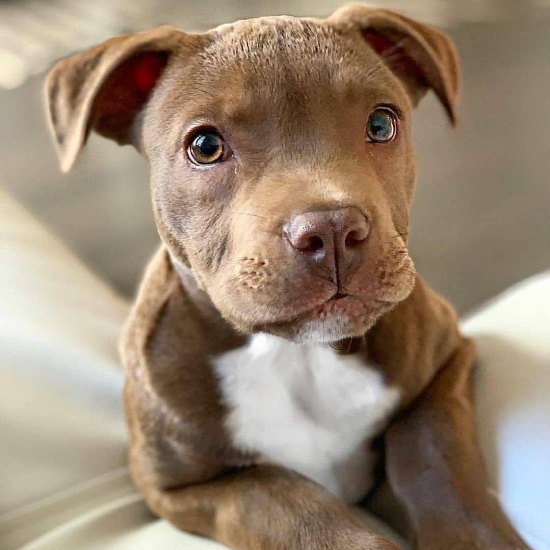 Американскийпетбуль Триеер