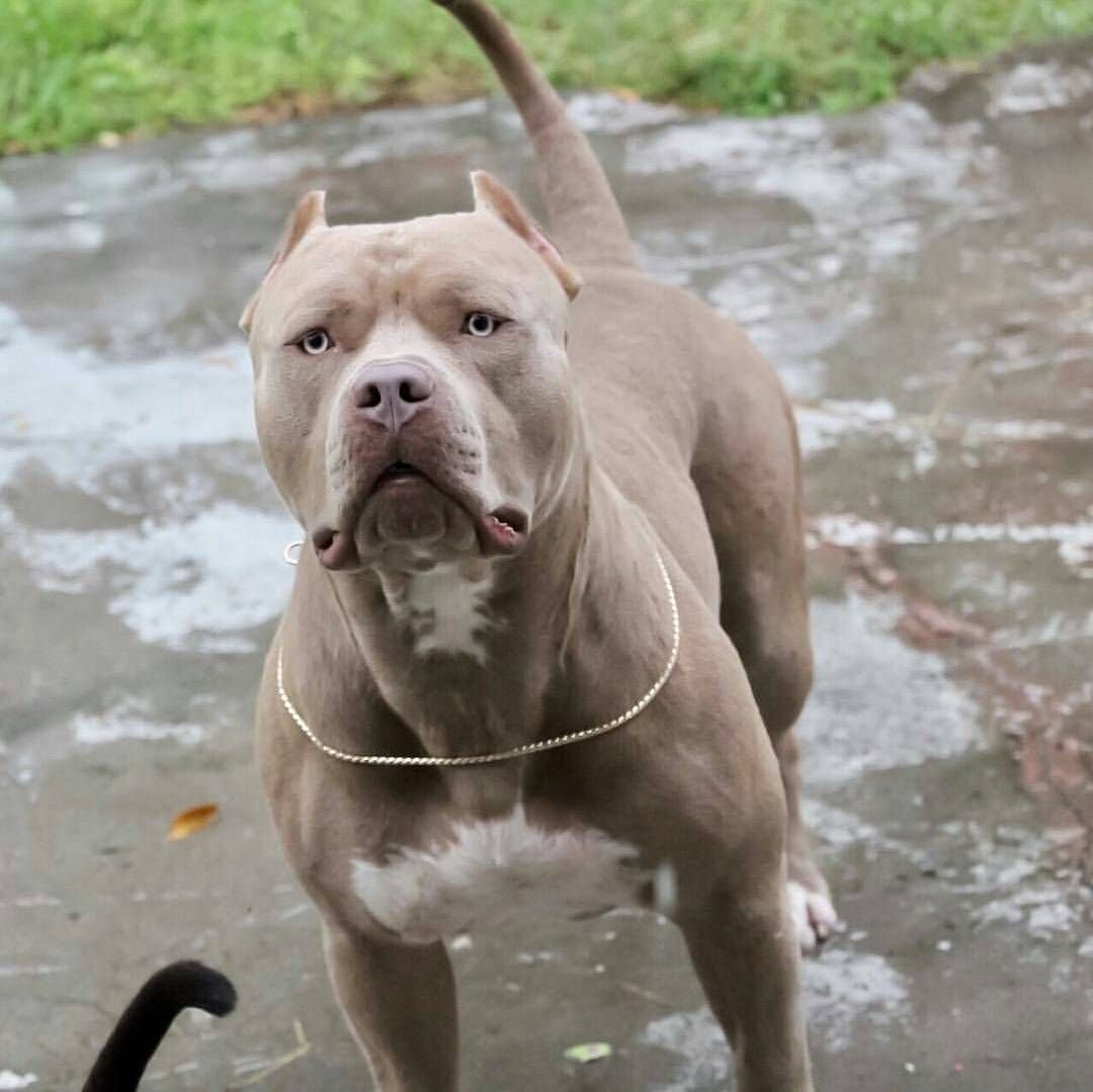 АПБТ американский питбультерьер